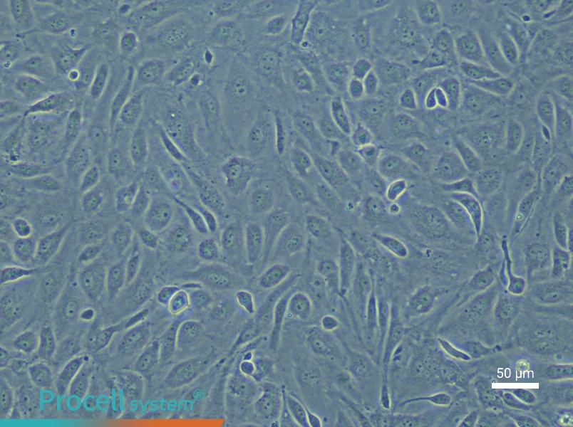 Human Pulmonary Great Vein Endothelial Cell Complete Medium - 4