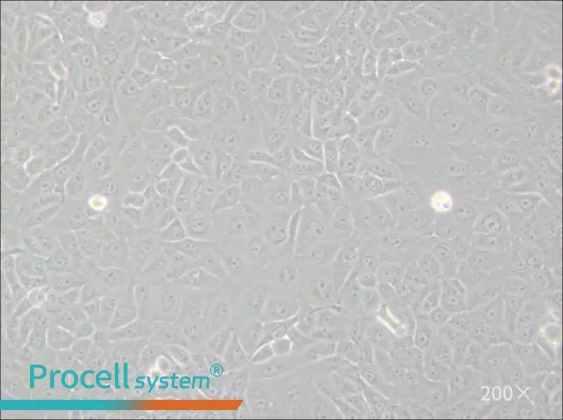 Mahlavu Cell Complete Medium - small - 4