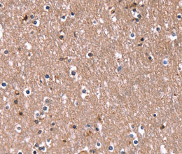 RDX Polyclonal Antibody - 3