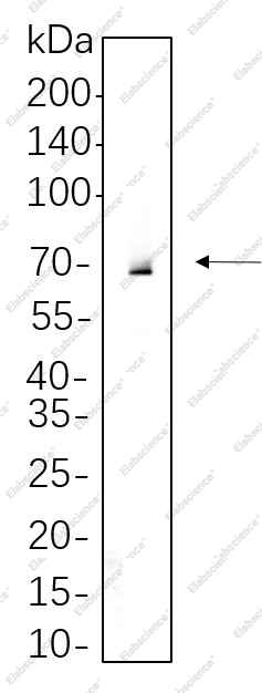 Recombinant Syk Monoclonal Antibody - 1