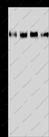 GOLGA2 Polyclonal Antibody - 1