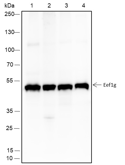 Recombinant eEF1G Monoclonal Antibody-searchlist-1