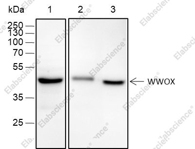Recombinant WWOX Monoclonal Antibody - 1