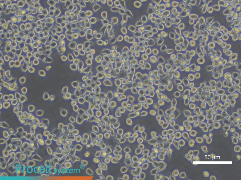 J774A.1 Cell Complete Medium - small - 6