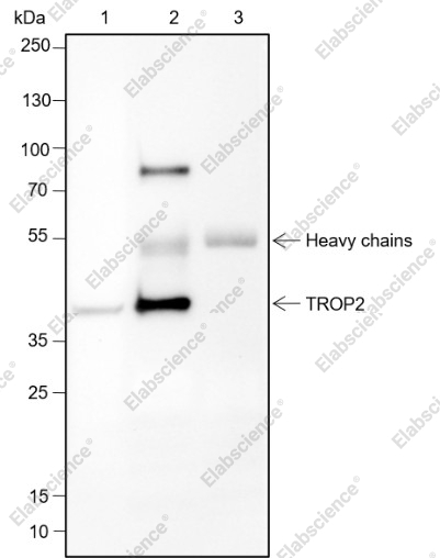 Recombinant TROP2 Monoclonal Antibody - 7