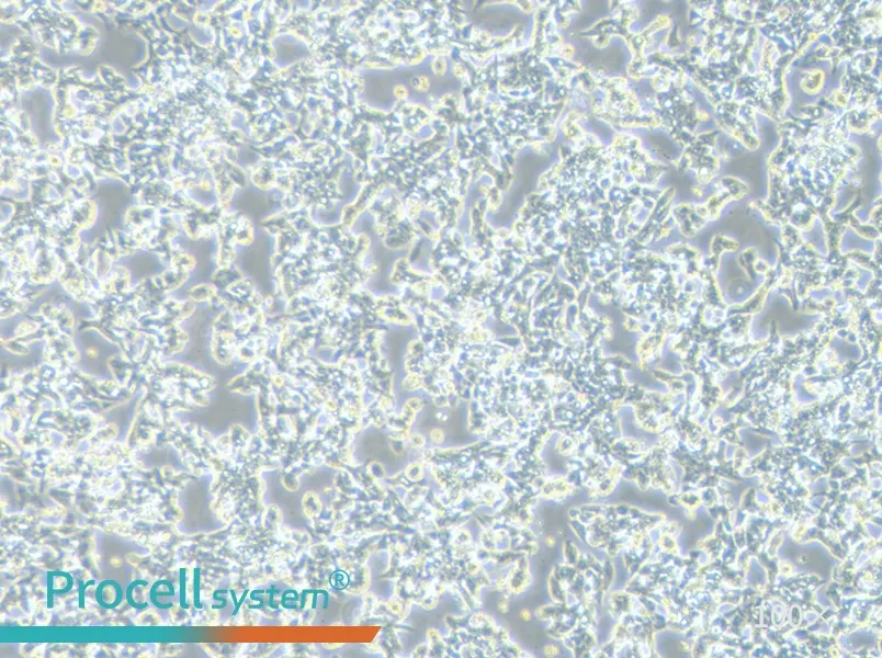 LoVo Cell Complete Medium - 2