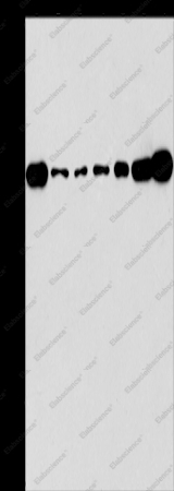 CRKL Polyclonal Antibody - 1