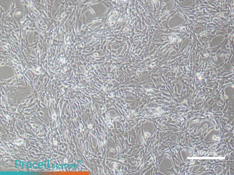 Mouse Bone Marrow Mesenchymal Stem Cell Complete Medium - 1