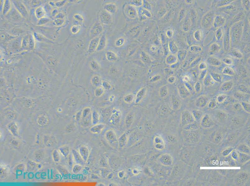 C166 Cell Complete Medium - 4