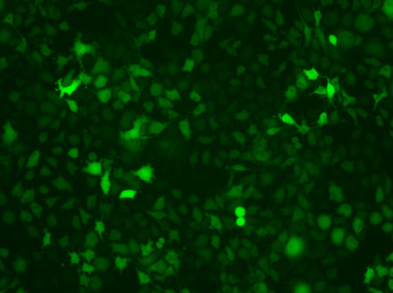 B16-F10-GFP Cell Complete Medium - 2