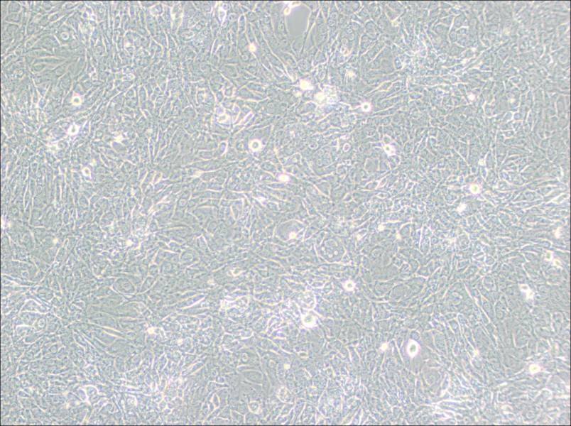 15P-1 Cell Complete Medium - 3