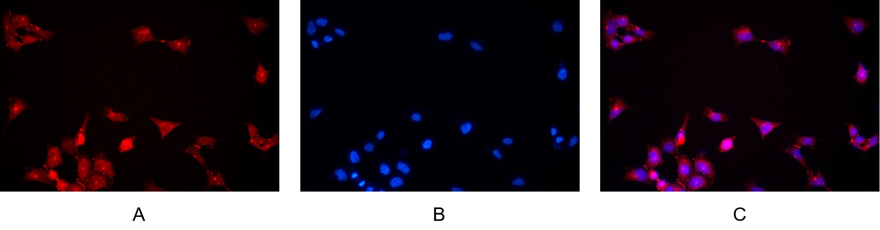 Recombinant ZO1 Monoclonal Antibody - small - 8