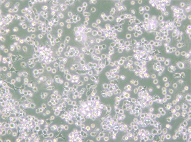 ARH-77 Cell Complete Medium - small - 4