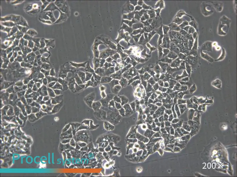 HCC1833 Cell Complete Medium - 5
