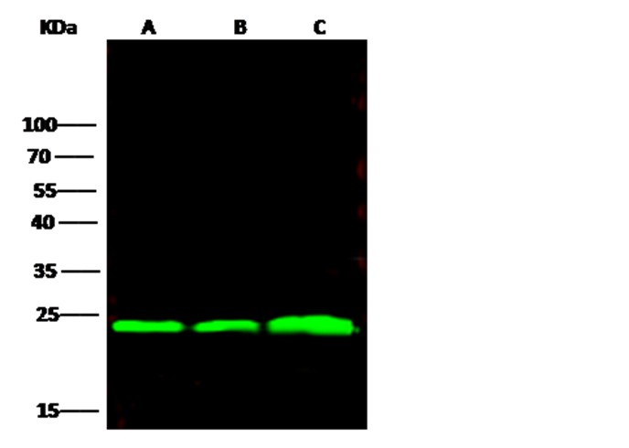 Recombinant BLVRB/biliverdin reductase B Monoclonal Antibody - small - 1