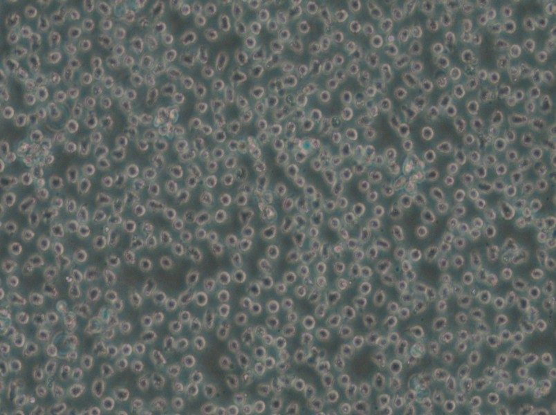 Mino Cell Complete Medium - small - 5