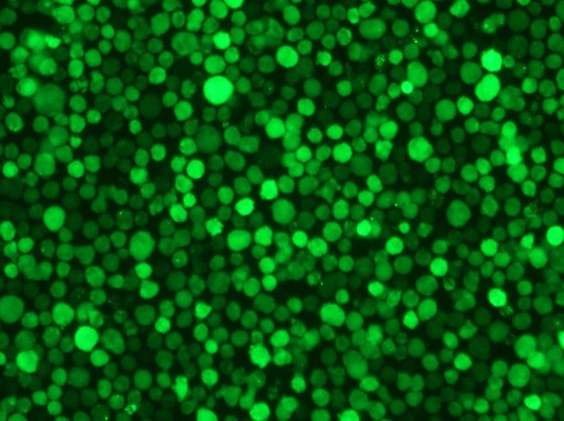 THP-1-GFP Cell Complete Medium - 11