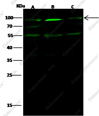 Ezrin/villin 2/EZR Monoclonal Antibody - 1