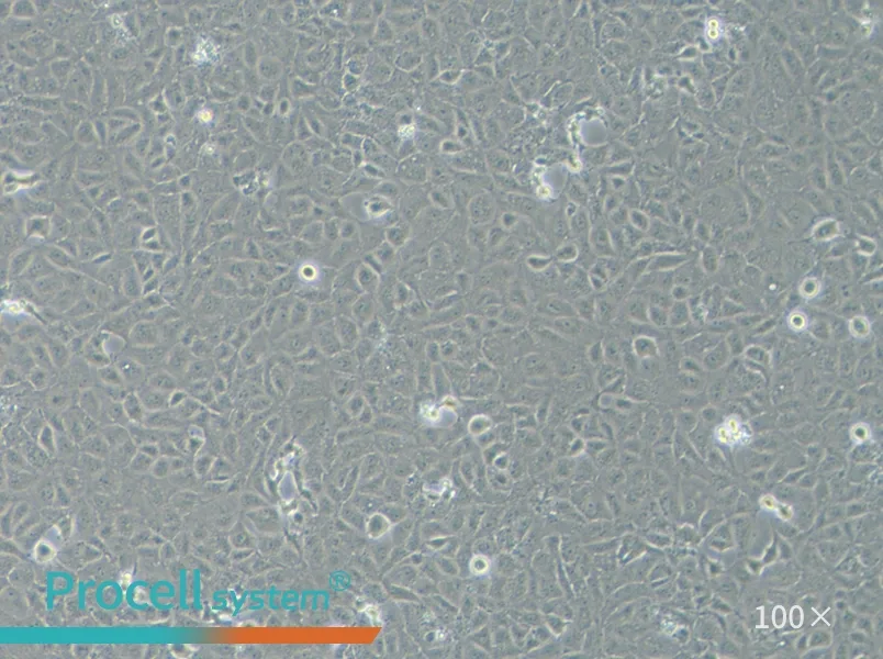 HK-2 Cell Complete Medium - 1