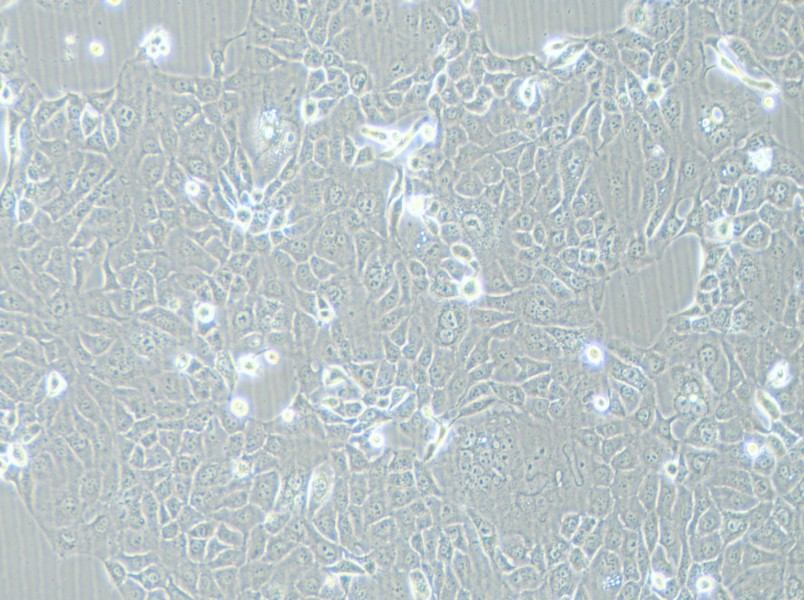 HCC-78 Cell Complete MediumHCC-78 Cell Complete Medium - 3