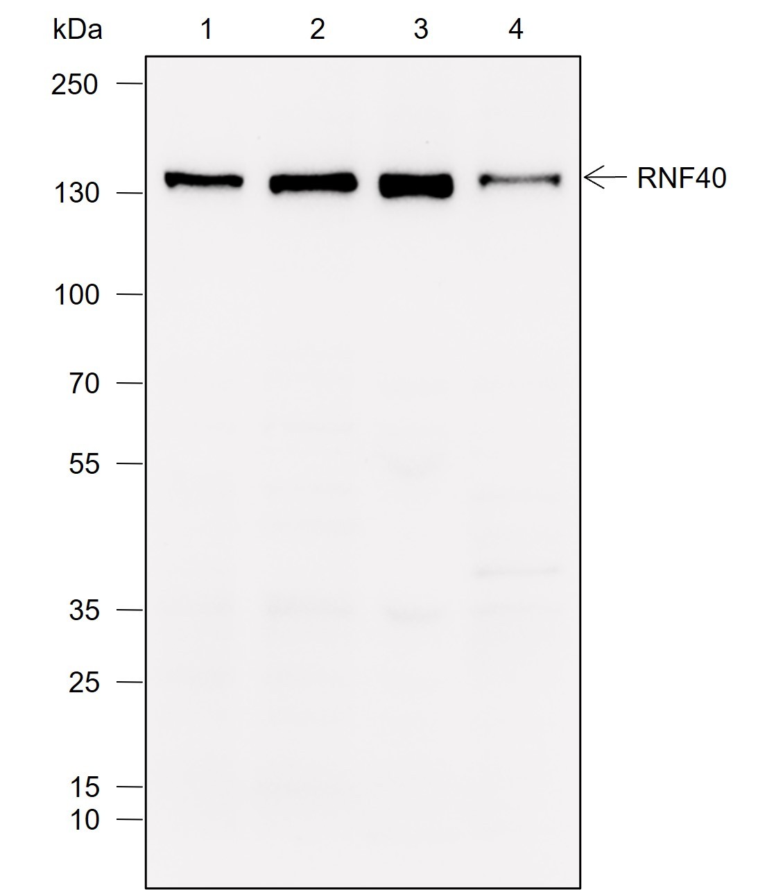 Recombinant RNF40 Monoclonal Antibody-searchlist-1