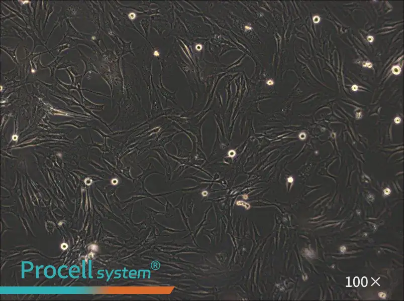 HS-27A Cell Complete MediumHS-27A Cell Complete Medium - 2