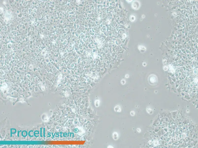 H1 Cell Complete Medium - 4