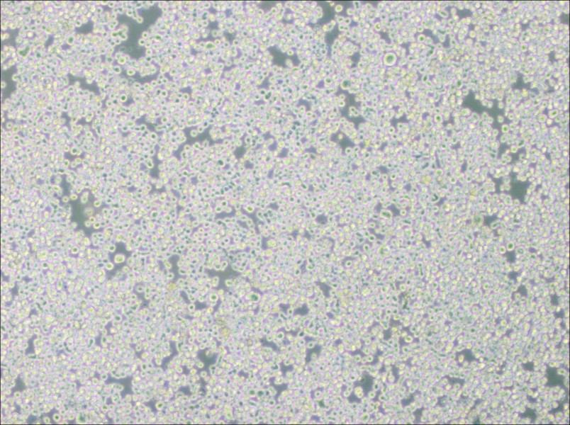 RPMI 8226 Cell Complete Medium-searchlist-1