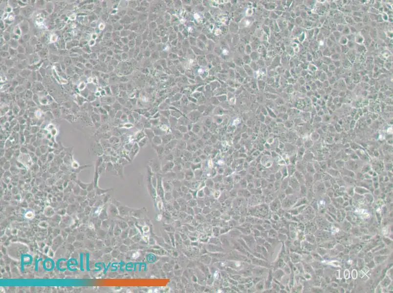 MH7A Cell Complete Medium - 1