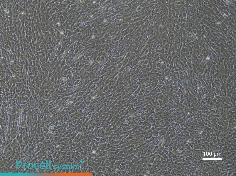 Rat Embryonic Limb Bud Mesenchymal Stem Cell Complete Medium - 3