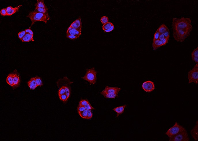CD98/SLC3A2 Monoclonal Antibody-searchlist-1