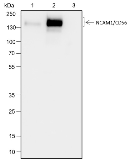Recombinant NCAM1/CD56 Monoclonal Antibody - small - 3