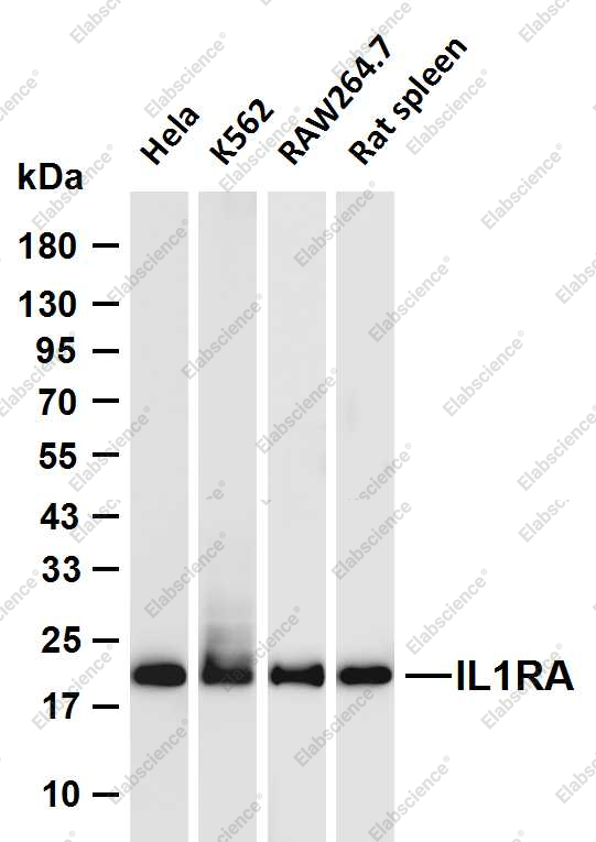 Recombinant IL-1RA Monoclonal Antibody - 1
