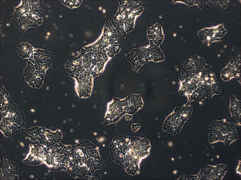 GT1-1 Cell Complete Medium-searchlist-1