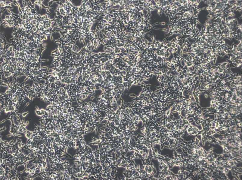 GP2d Cell Complete MediumGP2d Cell Complete Medium - 3