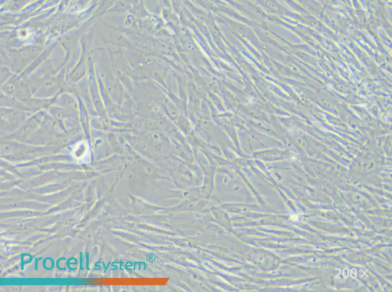 HFL1 Cell Complete Medium - small - 4