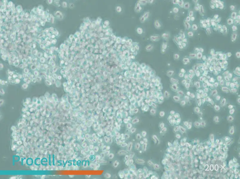 SUP-T1 Cell Complete Medium - 6