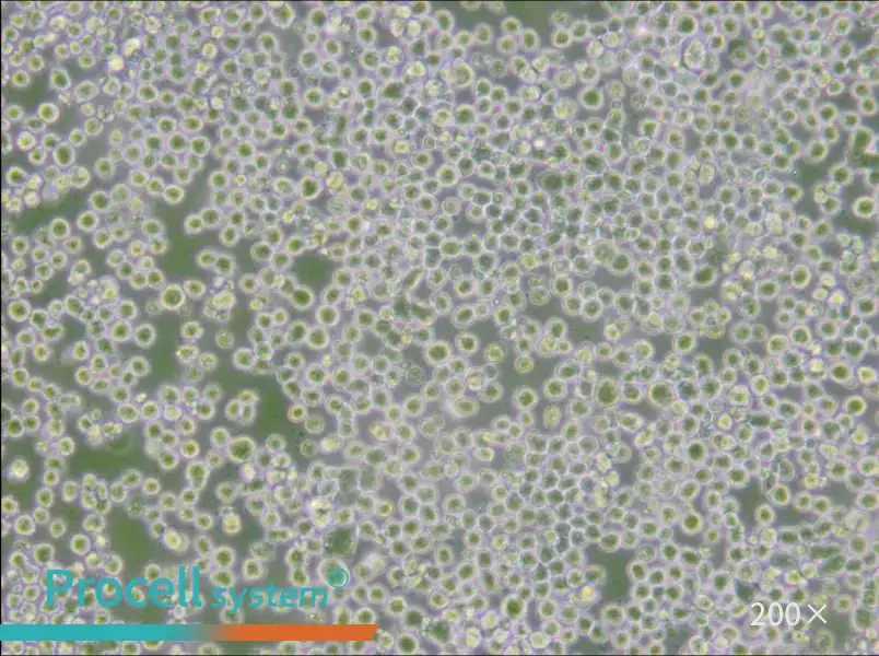 OKT 3 Cell Complete Medium - 6