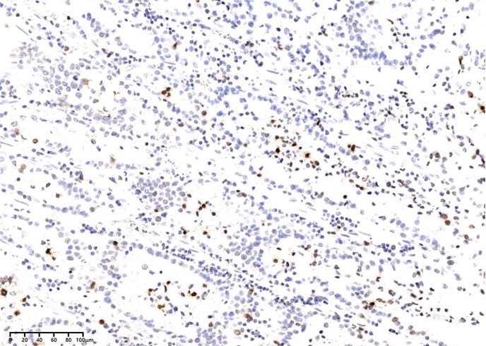 Recombinant Phospho-Histone H2A.X (Ser139) Monoclonal Antibody-searchlist-1