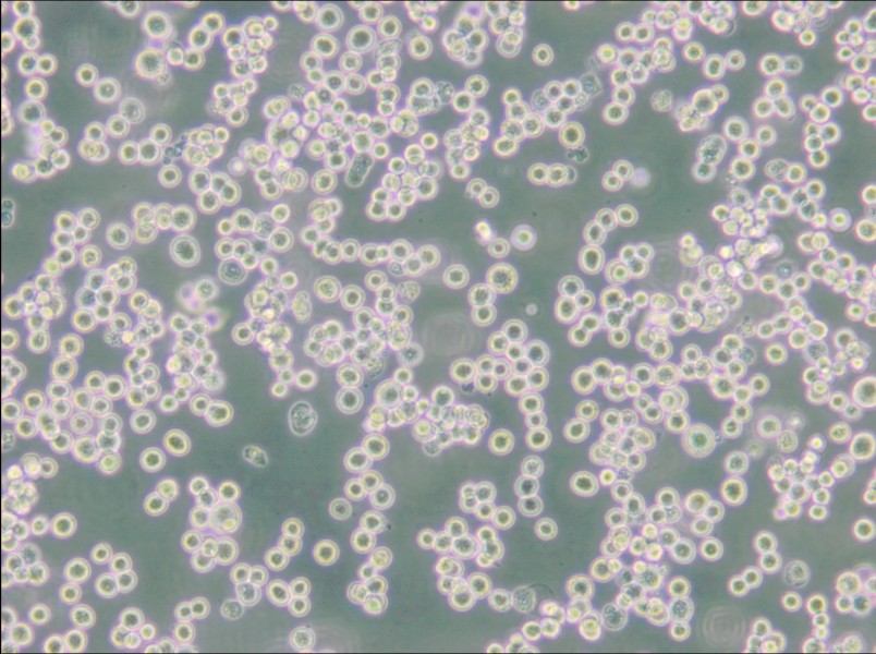 LLC-WRC 256 [Walker 256] Cell Complete Medium - 4