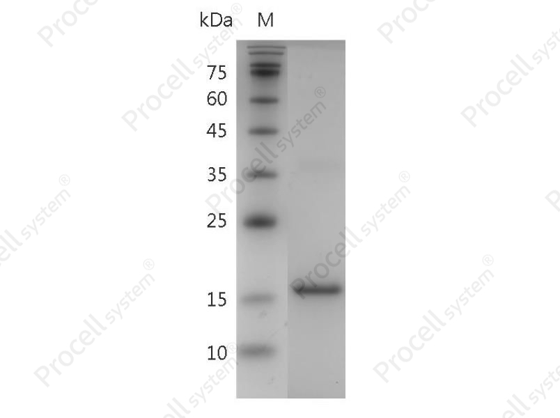 IL-24/MDA-7, Human, Recombinant - 1
