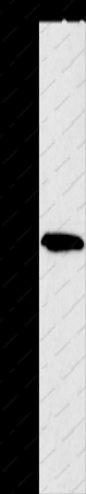 PAK2 Polyclonal Antibody - 1