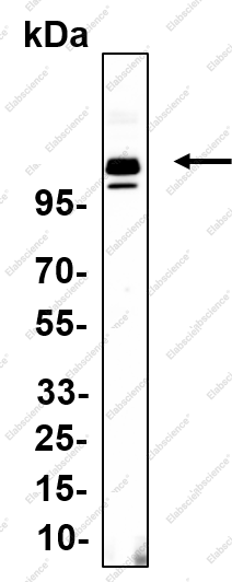 Recombinant OGT Monoclonal Antibody - 1