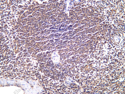 Recombinant IL-13 Monoclonal Antibody - 1