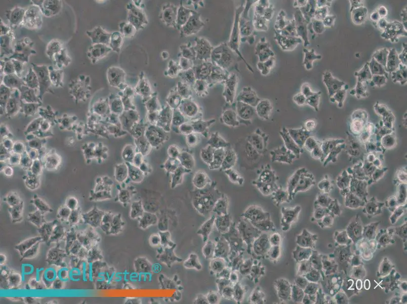 A-427 Cell Complete Medium - 6