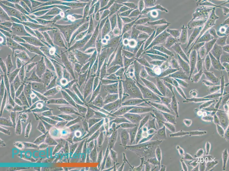 PC-3-GFP Cell Complete Medium - small - 8