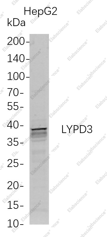 Recombinant LYPD3 Monoclonal Antibody - 1