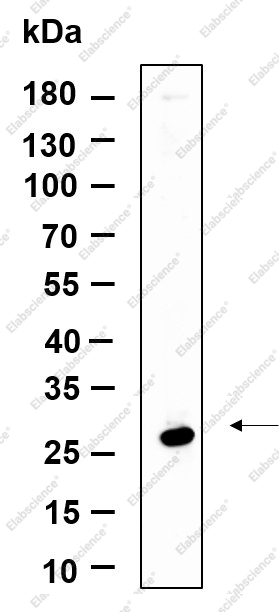 Recombinant NAG-2 Monoclonal Antibody - 1