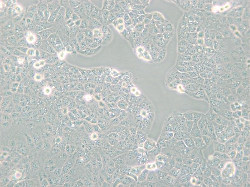 HEC-1-A Cell Complete Medium - 6