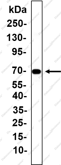 Recombinant p73 Monoclonal Antibody - 1